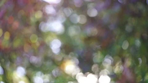 Abstract fall coloured out of blurry focus bokeh light blobs of leaves and trees Stock Footage 80913914