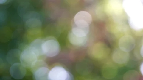 Abstract fall coloured out of blurry focus bokeh light blobs blobs of leaves an Stock Footage 80914546