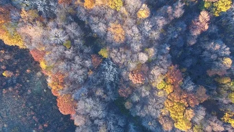 Abstract fall tree Stock Footage 69779977