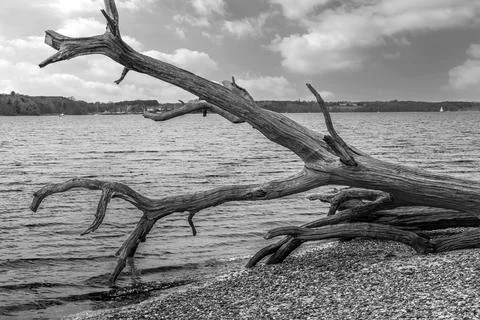Abstract fallen tree on the riverbank Stock Photos