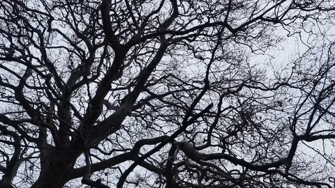 Abstract a fallen tree without leaves Stock Footage 84741865