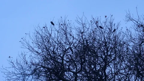 Abstract a fallen tree without leaves Stock Footage 84807836