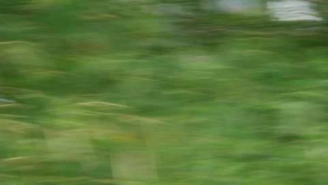 Abstract fast motion blurred green grass and foliage landscape Video stock 331706849