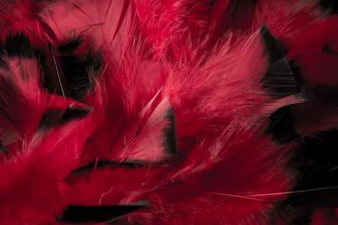 Abstract feather background Stock Photos