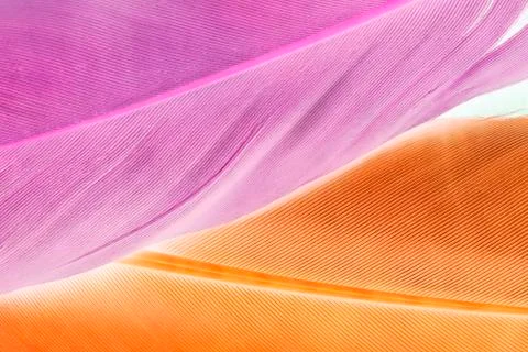 Abstract feather background Фото