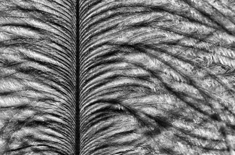 Abstract Feather Pattern in Black and White Foto stock