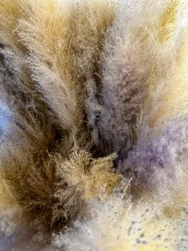 Abstract Feather Plumes Stock Photos