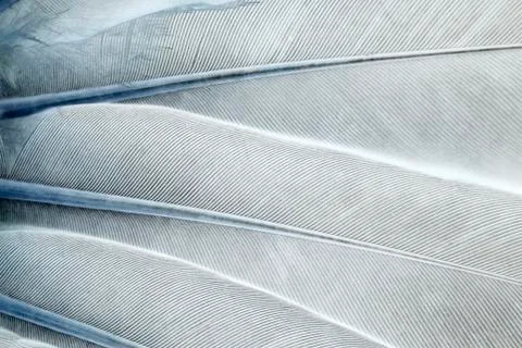 Abstract feathers background Фото