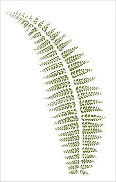 Abstract fern leaf. Interior vertical art. Illustration in linear style. Stock Illustration