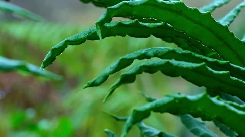 Abstract Fern Leaves Wave Pattern, Macro Slow Motion, Rainforest Texture Stock Footage 338368256