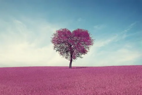 Abstract field with heart shape tree under blue sky. Beauty nature. Valentine Stock Photos