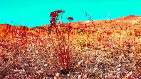 Abstract field with vivid red flora under a cyan sky, Erzurum, Turkey. Stock Photos