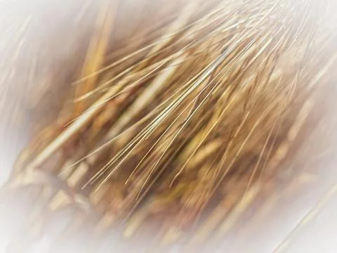 Abstract fine art study of rye awns in golden light Stock Photos