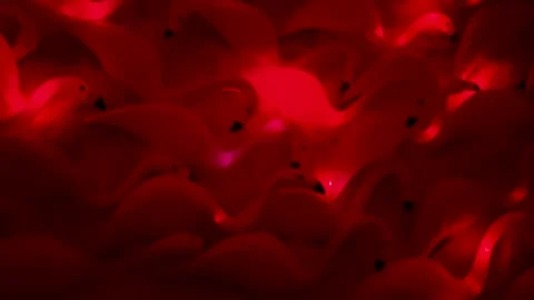 Abstract Flamingo Lights Close-Up Stock Footage 245036656
