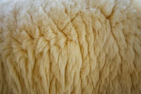 Abstract fleece texture background. Fotos Stock