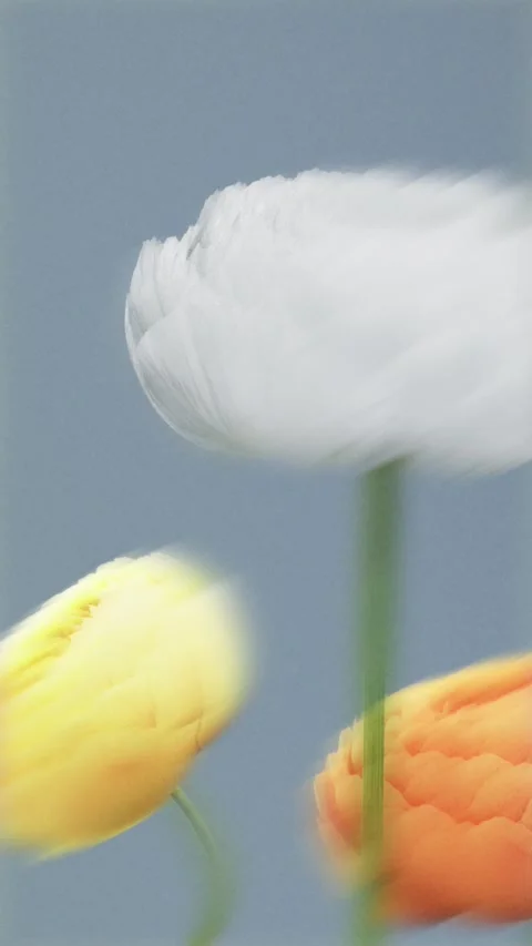 Abstract Floral Background with Blooming Ranunculus Flowers, White Yellow a.. Vídeo Stock 338276543