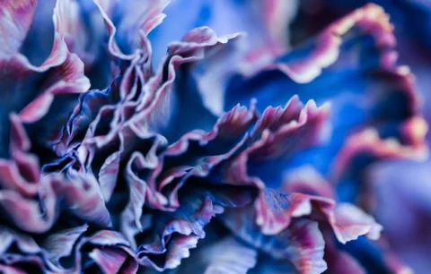 Abstract floral background, blue carnation flower. Macro flowers backdrop for Stock Photos
