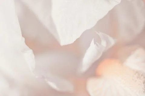 Abstract floral background, flower close up, pastel colors Фото
