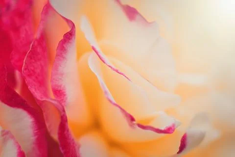 Abstract floral background. Multicolor rose cultivar macro photo. Stock Photos