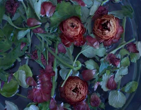 Abstract floral background Foto stock