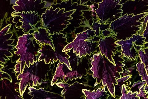 Abstract floral background Stock Photos