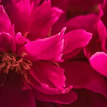 Abstract floral background, ruby peony petals. Macro flowers backdrop for 스톡 사진