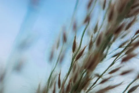 Abstract floral blurred background. Summer meadow macro photography and blue  스톡 사진