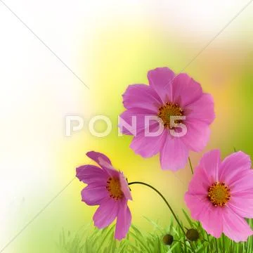 Abstract floral border for your design Stock Photos