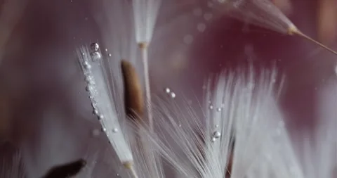 Abstract Floral Composition with Air Bubbles Trapped Between Pappus of Dand.. Stock Footage 274955021