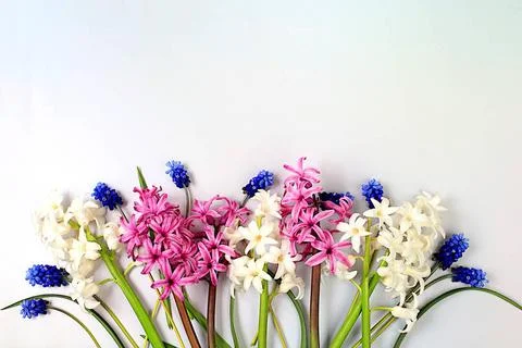 Abstract floral composition, beautiful spring flowers hyacinth and muscari... Stock Photos
