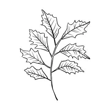Abstract floral leaf design vector illustration black and white botanical l.. Stock Illustration