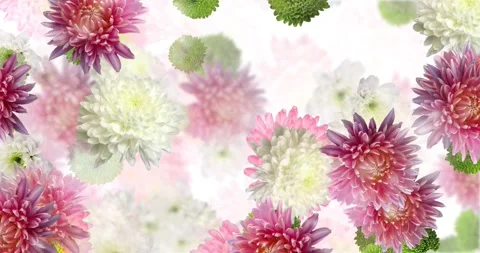 Abstract floral motion background animation of chrysanthemum flowers Stock Footage 168216855