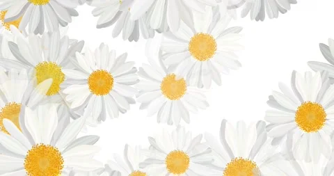 Abstract floral motion background animation of chamomile Stock Footage 168216953
