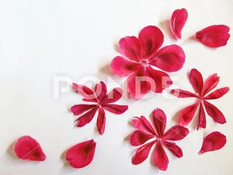 Abstract floral pattern of pink peony petals isolated on white background Stock Photos