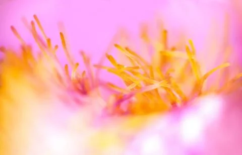 Abstract floral pink background closeup Stock Photos