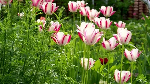 Abstract Floral Spring background video Stock Footage 156617782