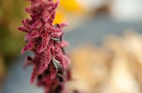 Abstract flower background with copy space. Selective focus inflorescences. Stock Photos