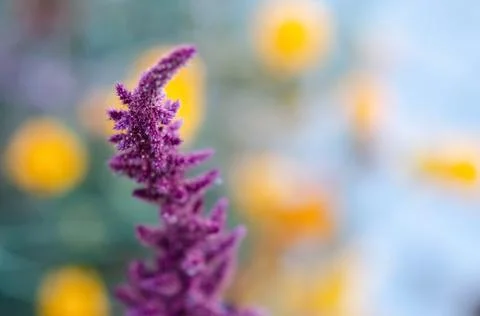 Abstract flower background with copy space. Selective focus inflorescences. Stock Photos