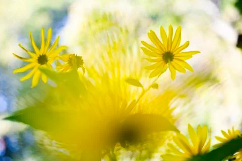 Abstract flower background, defocussed in-camera to give a painterly effect. Foto stock