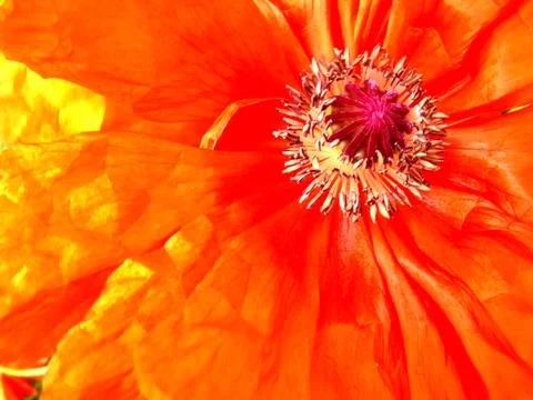 Abstract flower background Stock Photos