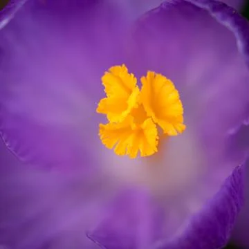 Abstract flower background Stock Photos