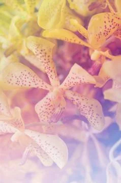 Abstract flower background Stock Photos