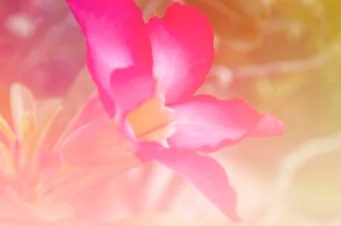 Abstract flower background. Stock Photos
