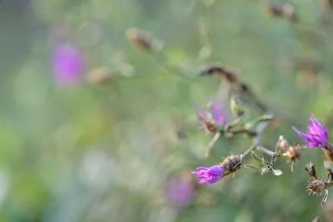 Abstract flower background Stock Photos