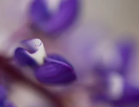 Abstract flower close up Stock Photos