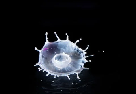 Abstract flower created by dropping white paint onto black plexiglass Stock Photos