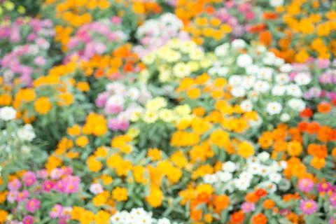 Abstract flower field Stock Photos