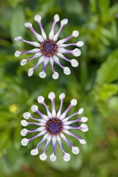 Abstract flower in the field Free Stock Photos