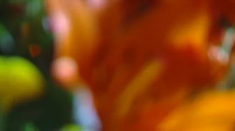 Abstract flower Video stock 235277