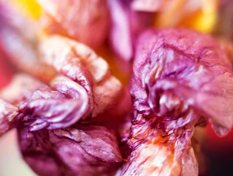 Abstract flower pattern macro floral background blurred texture Stock-Fotos